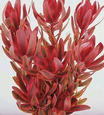 Leucadendron Jester Protea Plant Flower Guide Types Of Flowers