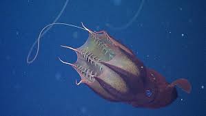 Hier können also auch fischen problemlos leben. Die 10 Faszinierendsten Tiere Der Tiefsee Spektrum Der Wissenschaft