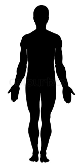 Man with internal organs vector. Male Human Anatomy Stock Vector Colourbox