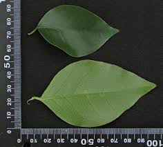 Image result for Heywoodia