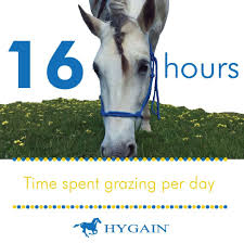 Learn More About The Importance Of Fibre In Your Horse S Diet Http Www Hygain Com Au Fibre Important Horses Horses Diet Horses Horse Facts
