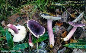 Image result for Russula mariae