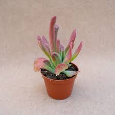 Image result for Kalanchoe marmorata