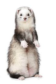 However, before you own a pet, such as a ferret, you have to know the specific costs and what else you need. Are Ferrets Good Pets Experts Explain Why