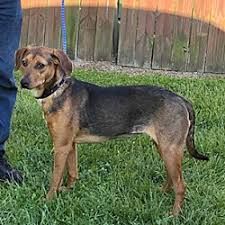 If you applied for the dog before the status change, your application was received in time and will be reviewed. Puppies For Sale In Burlington Vermont Adoptapet Com