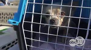 Maybe you would like to learn more about one of these? Merced County Shelter Animals Find New Beginnings Outside Of California Abc30 Fresno