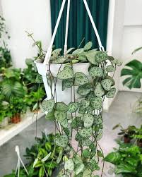 Ceropegia Wooda Ceropegia Woodii