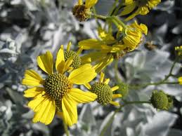 Image result for Baissea viridiflora