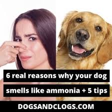 Jan 24, 2020 · the antibiotics will get your dog's urine back to smelling normal reasonably quickly, but remember to give them all the pills your vet prescribed. 5 Real Reasons Why Your Dog Smells Like Ammonia 5 Tips