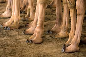 In the past, it was mainly kept for special occasions, but today it is hace un año. Christophe Viseux Camel Race Burn Magazine