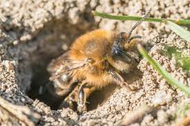 Check spelling or type a new query. 3 Simple But Effective Ways To Get Rid Of Ground Bees Naturally Pest Wiki