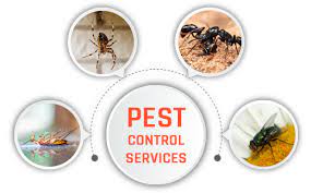Is the member of pest control association of india. Pest Control Service At Low Cost In Trivandrum