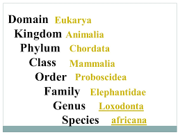 34 Credible Elephant Taxonomy Chart