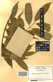 Image result for Hunteria congolana