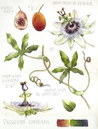 Pin On Botanical Art