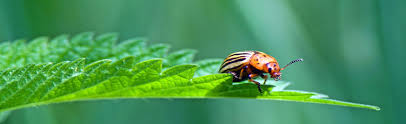 Add 20 drops of the essential oil to 4 ounces of water and spray it around the plants that you want to protect from bugs. Organic Pest Control Series Common Garden Pests Mother Earth News