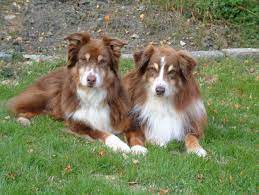 Normal Aussie Coat Coloring Australian Shepherd Health Genetics Institute