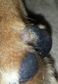 In my case it seems to be a seasonal problem and therefore probably due to inhaled environmental allergies although i have never had her tested. Small Bump On Dog S Paw Pad Organic Pet Digest
