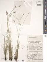Image result for Abildgaardia ovata