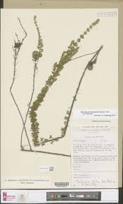 Image result for Ixora burundiensis