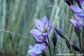 Image result for Tristicha