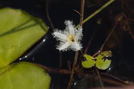Image result for Nymphoides forbesiana