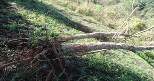 Image result for Lecaniodiscus fraxinifolius