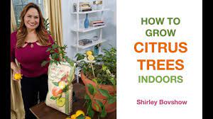 How To Grow Citrus Trees Indoors Lemon Tree Dwarf Meyer Lemon Tree Youtube Citrus Tree Indoor Citrus Trees Meyer Lemon Tree