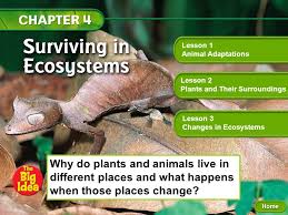 Adaptation of plants and animals worksheet pdf for kids. Lesson 1 Animal Adaptations Lesson 2 Plants And Their Surroundings Ppt Video Online Download