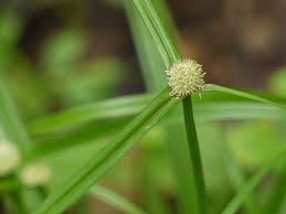 Image result for Cyperus latifolius