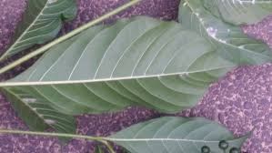 Image result for Pavetta sp. F