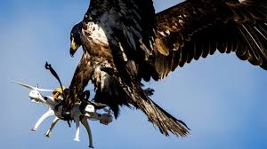 Kartal belediye başkanı gökhan yüksel, milli maç coşkusunu emekçilerle paylaştı. Buyuk Vaatlerle Tanitilan Kartal Ile Drone Avlama Sureci Rafa Kalkti Ama Neden Video Log