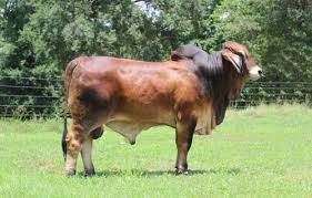 Bulls with good potential, prices range from r10 000 upto r20 000. Brahman Bulls For Sale In Florida Buy Brahman Bulls Moreno Ranches