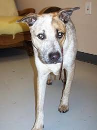 Pictures of daizy a akbash for adoption in logan, ut who needs a loving home. Adopt A Pet Petsmart Charities