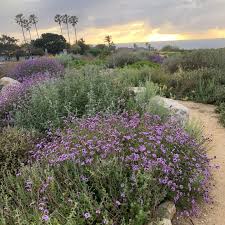 Image result for Nemesia lilacina