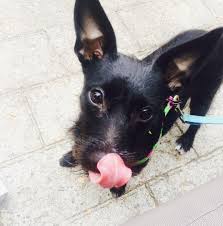 Black And White Rat Terrier Schnauzer X Rat Terrier Ratzer Rat Terriers Dog Mixes Dog Breeds