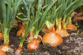 Củ hành tây: Những tác dụng tuyệt vời đối với sức khỏe - YouMed