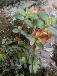 Image result for Euphorbia granulata