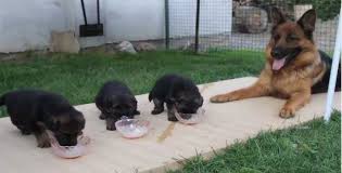 Vet Recommended Feeding Guidelines For Your German Shepherd Dog Shepped Com