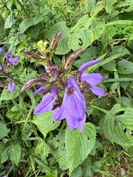 Image result for Brillantaisia owariensis