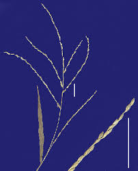 Image result for Digitaria milanjiana