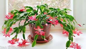 Image result for ‫گلی زیبا در برف‬‎