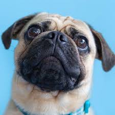 According to experts, pug puppies need about a cup of food a day. Pug Pdsa