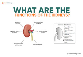 Image result for Renal Function