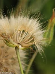 Image result for Pseudopodospermum hispanicum