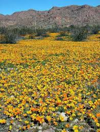 Maybe you would like to learn more about one of these? When God Plants A Garden Arizona Plants Arizona Attractions Sonoran Desert