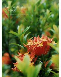 We did not find results for: 18 Ide Flowers Bunga Tanaman Trompet