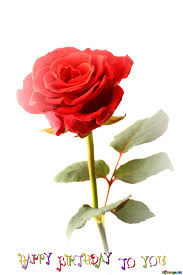 Find over 100+ of the best free birthday flowers images. Download Free Picture Red Rose Flower Happy Birthday Card On Cc By License Free Image Stock Torange Biz Fx 215648