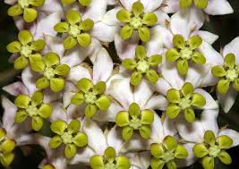 Image result for Asclepias albens