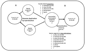 Image result for Eragrostis botryodes